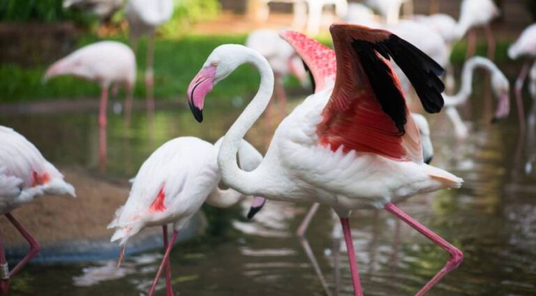 Ataque de onças mata 172 flamingos em parque de Foz do Iguaçu