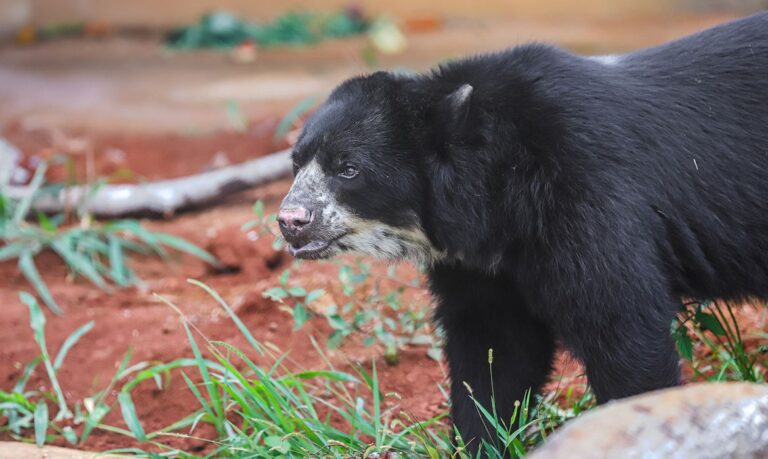 Urso de espécie rara e ameaçada é recebido em Brasília