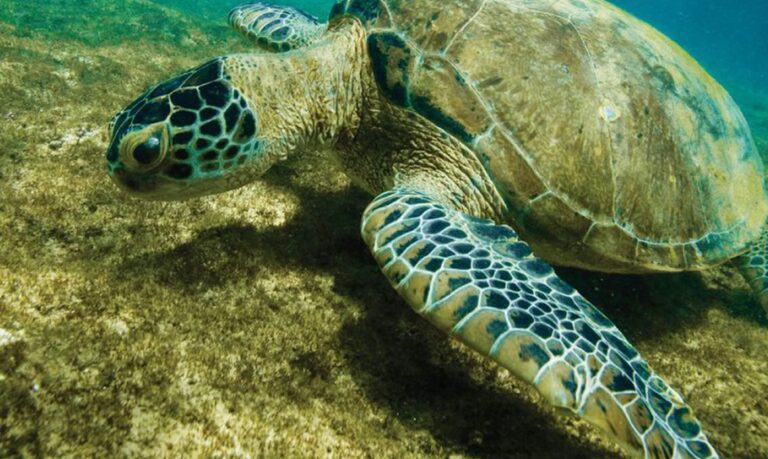 Tartaruga-verde fica fora da lista de espécies ameaçadas de extinção