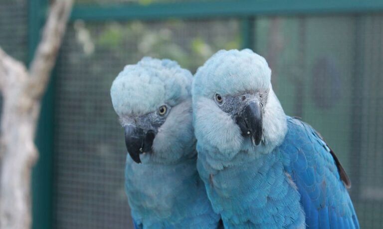 Depois de mais de 20 anos, ararinha-azul volta aos céus da caatinga