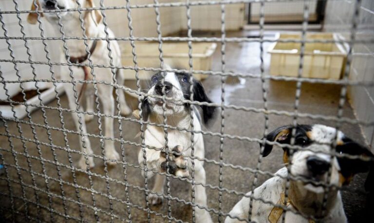 ONG Cão Sem Dono faz feira de adoção em estação de metrô de São Paulo