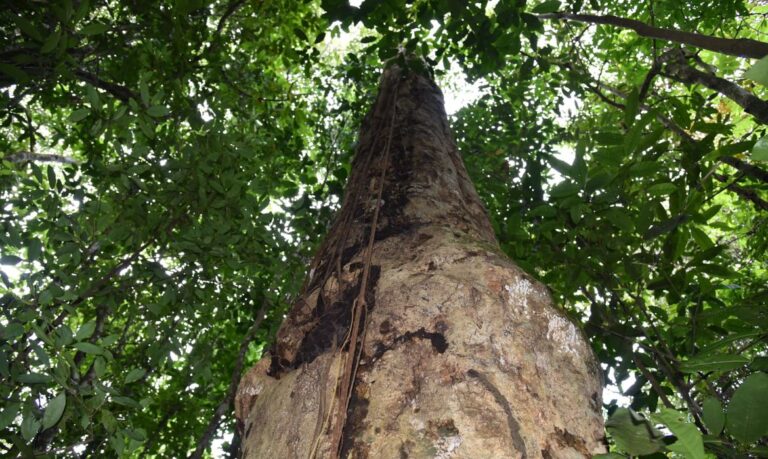 Pesquisadores descobrem espécie de árvore gigante na Mata Atlântica