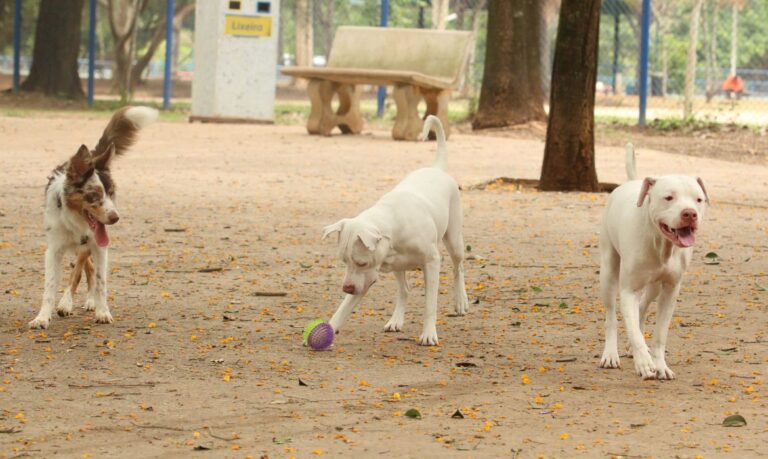 São Paulo promove Semana Animal a partir de amanhã