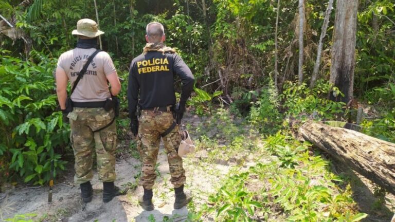 PF destrói 130 mil pés de maconha em terra indígena no Pará