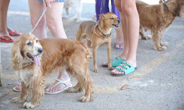 Rio irá multar pet shops e clínicas que não relatarem maus-tratos