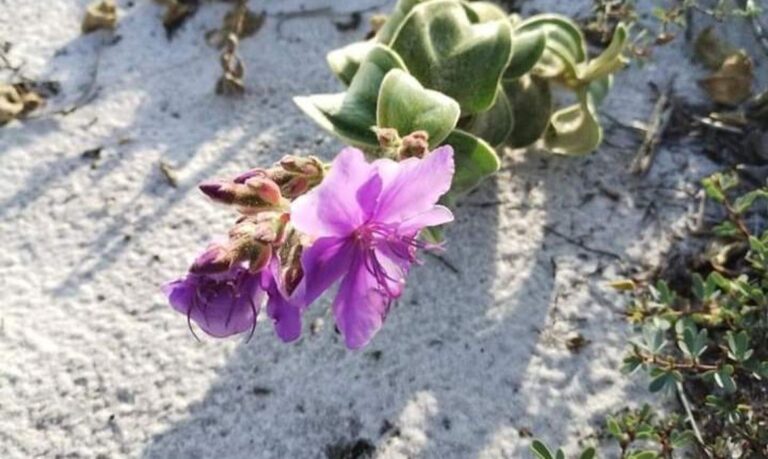 Espécie de planta rara volta para ambiente de origem em Cabo Frio