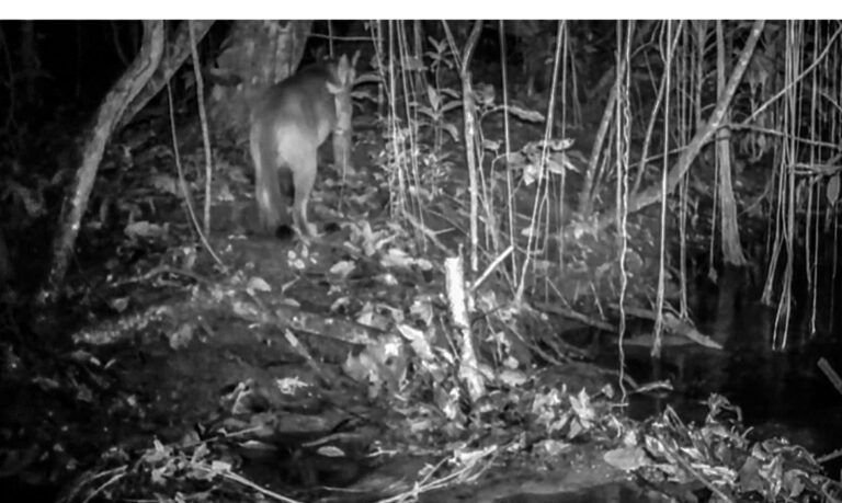 Onça-parda é registrada pela primeira vez na Ilha Grande, no Rio