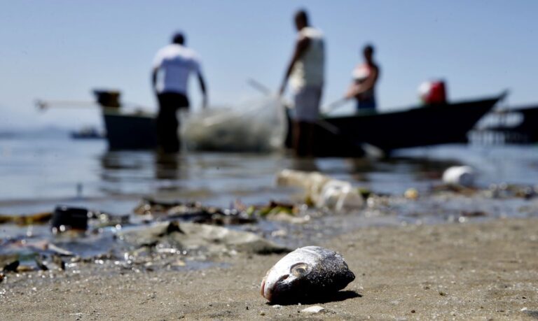 Baía de Guanabara tem neste sábado um dia de limpeza