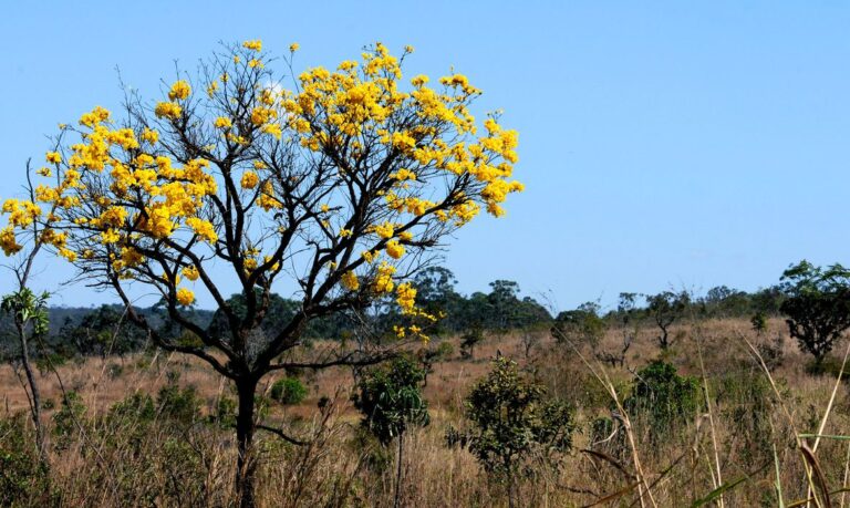 AGU institui grupo voltado à proteção dos biomas