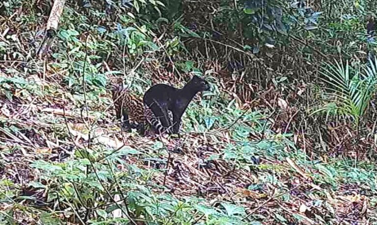 Felino selvagem raro é visto em reserva da Mata Atlântica