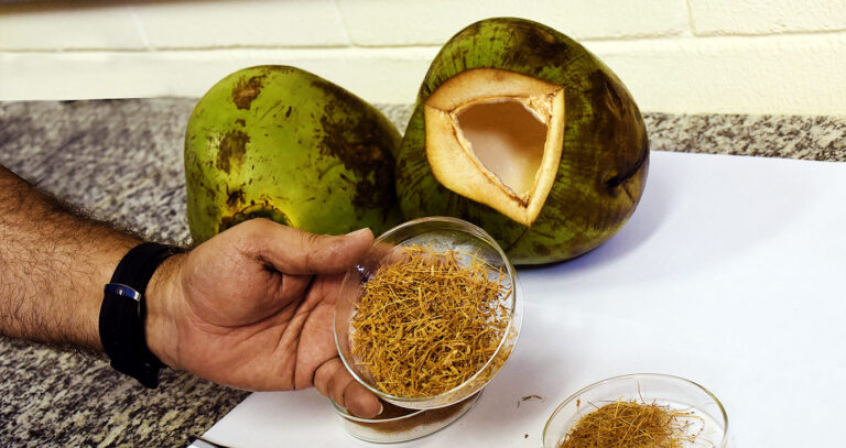 Pesquisa mostra potencial de carvão de coco na descontaminação da água