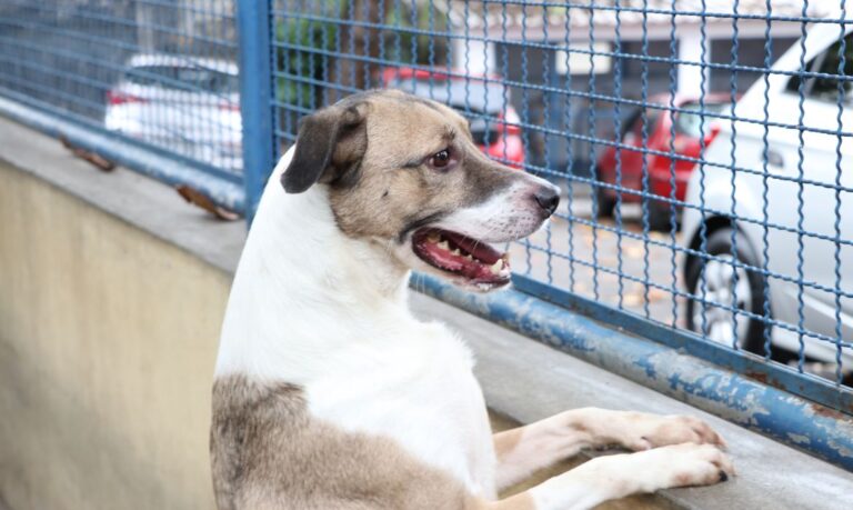 Brasília ganha delegacia de repressão a crimes contra animais