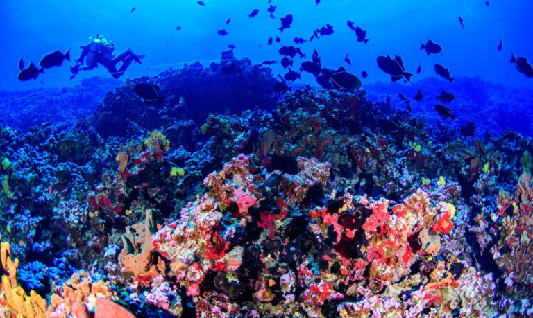 Colinas coralinas na costa capixaba abrigam grande biodiversidade