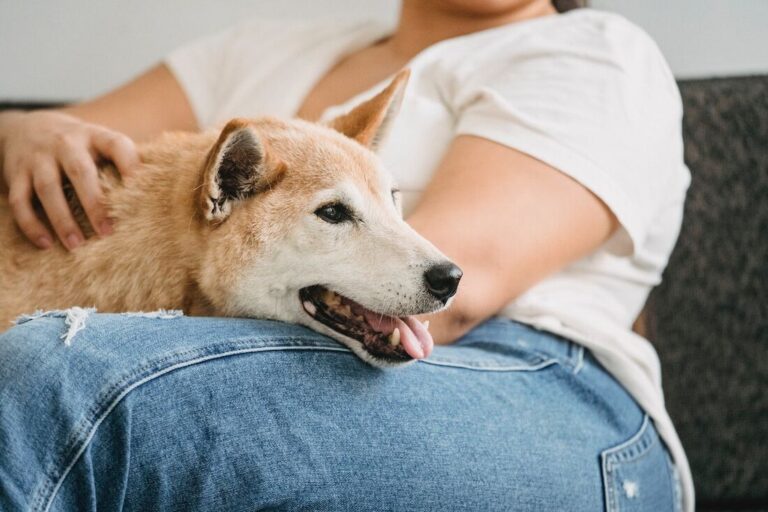 DPU defende direito de pessoa com deficiência levar animal em voos