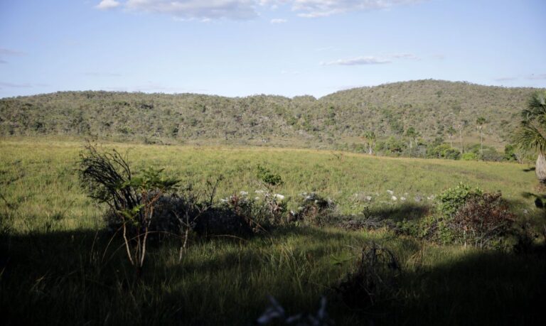 Campeãs em desmatamento, terras privadas têm 62% do Cerrado nativo 