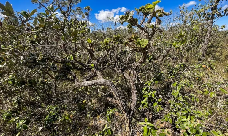 Governo lança 4ª fase do plano de ação contra desmatamento do Cerrado