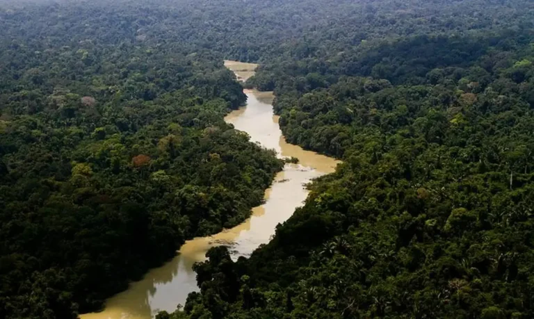 Governo cria plano de ação para desenvolvimento florestal