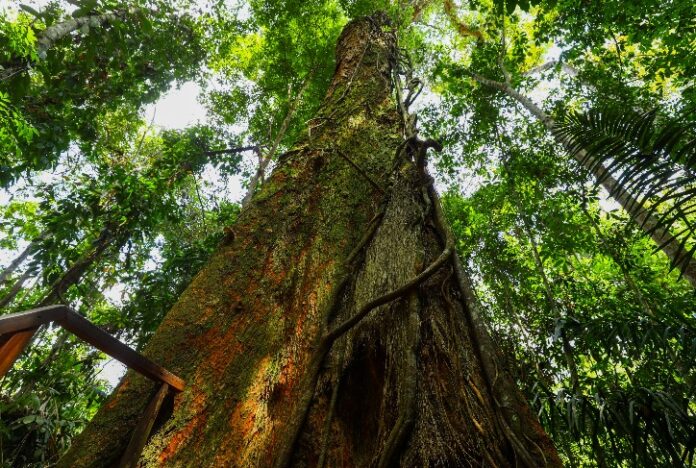 Inscrições para edital do Amazônia Resiliente terminam dia 31