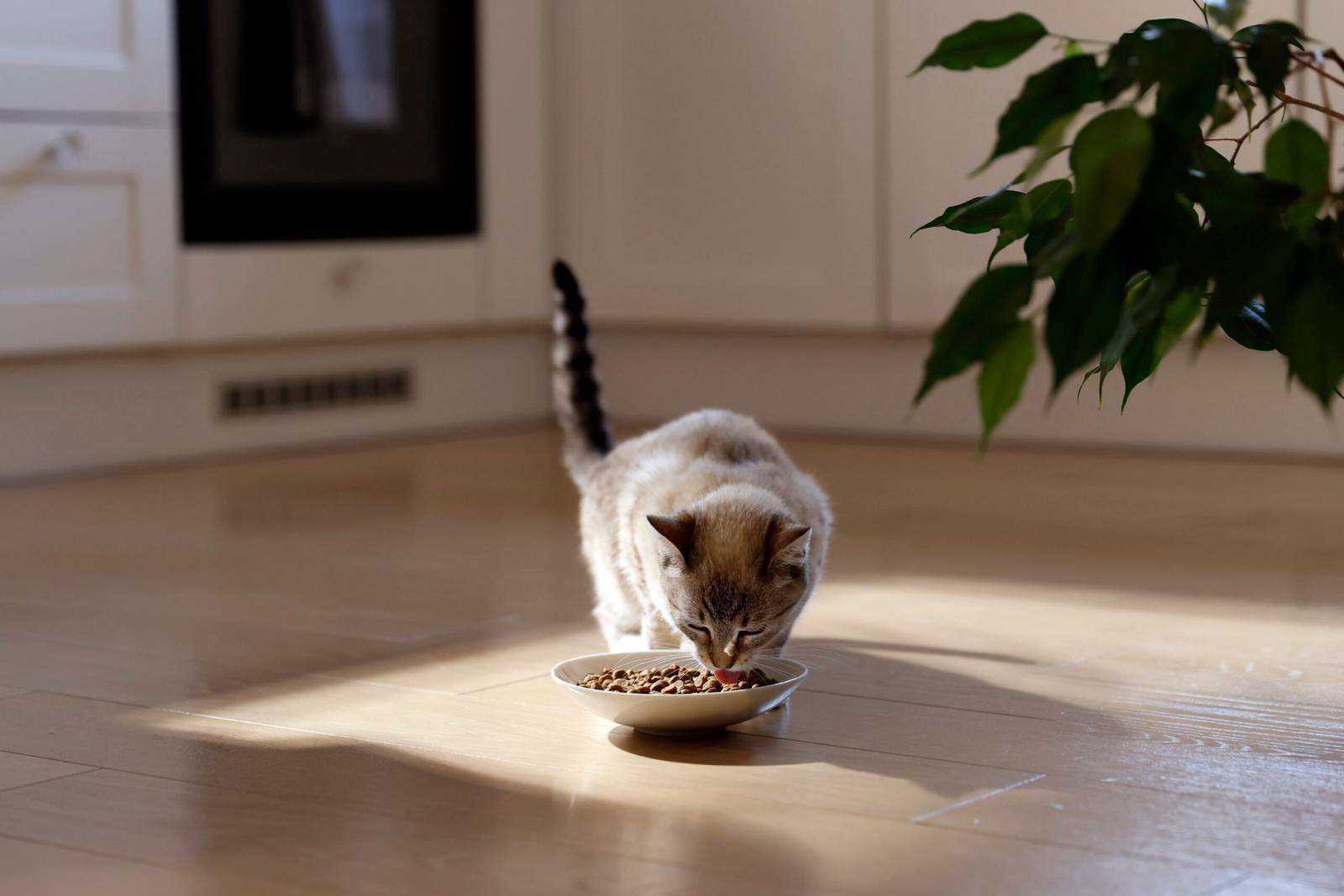 Hill's Pet destaca a importância da palatabilidade na alimentação de cães e gatos
