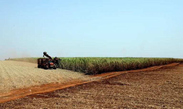 Projeção da safra de grãos 2023/24 cai para 306,4 milhões de toneladas