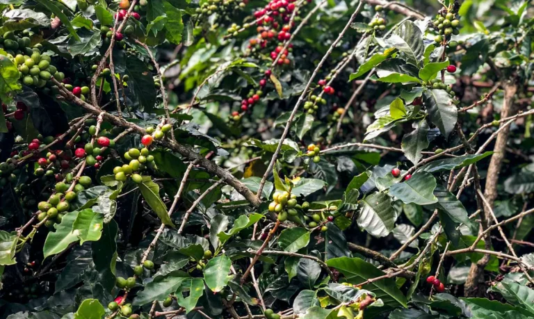 Hoje é Dia: Dia do Café, dos ciganos e da África são destaques