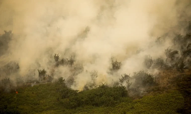 Pantanal tem este ano maior área queimada em junho